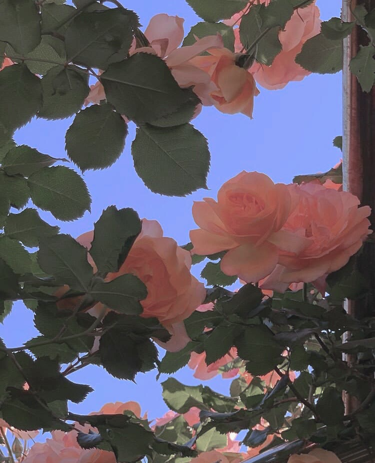 张欣
