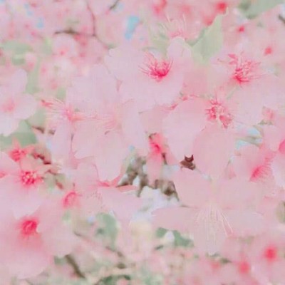 刘萍