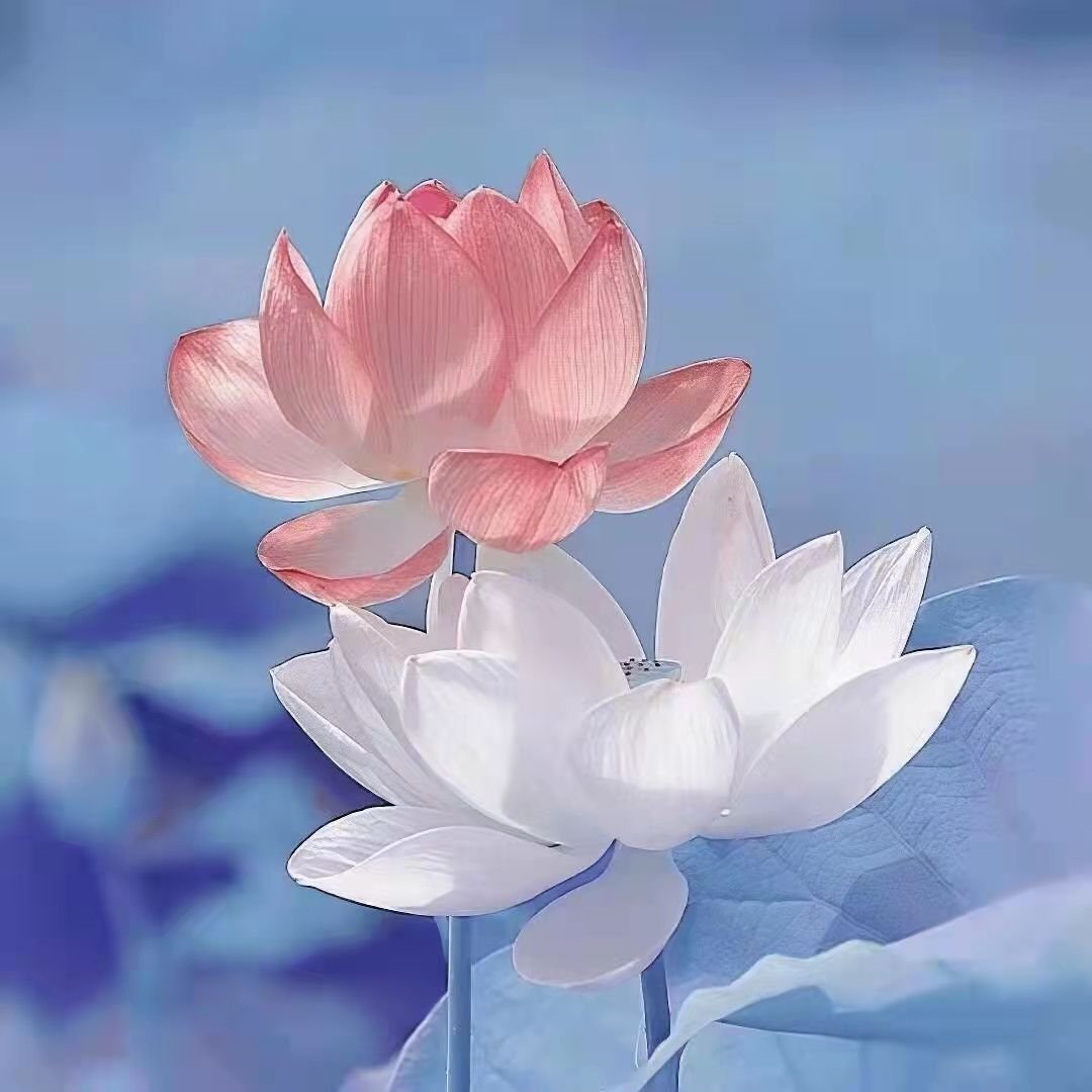 唐洁