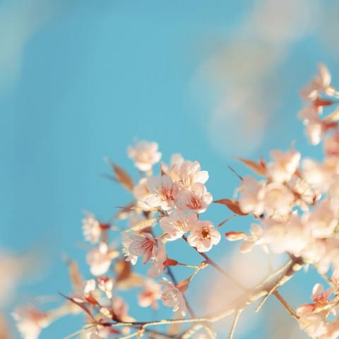 朱鑫