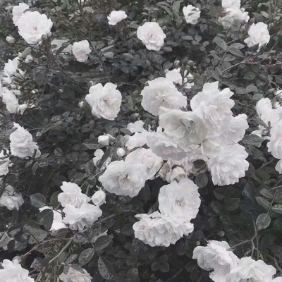 谢雅