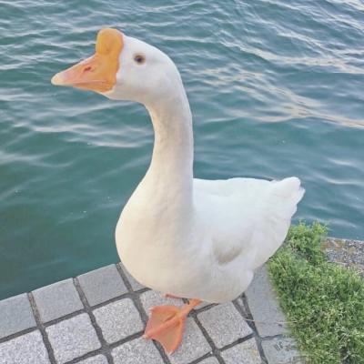 李华伟