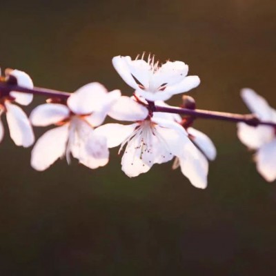 韩玲红