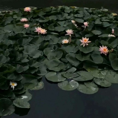 赵秀英