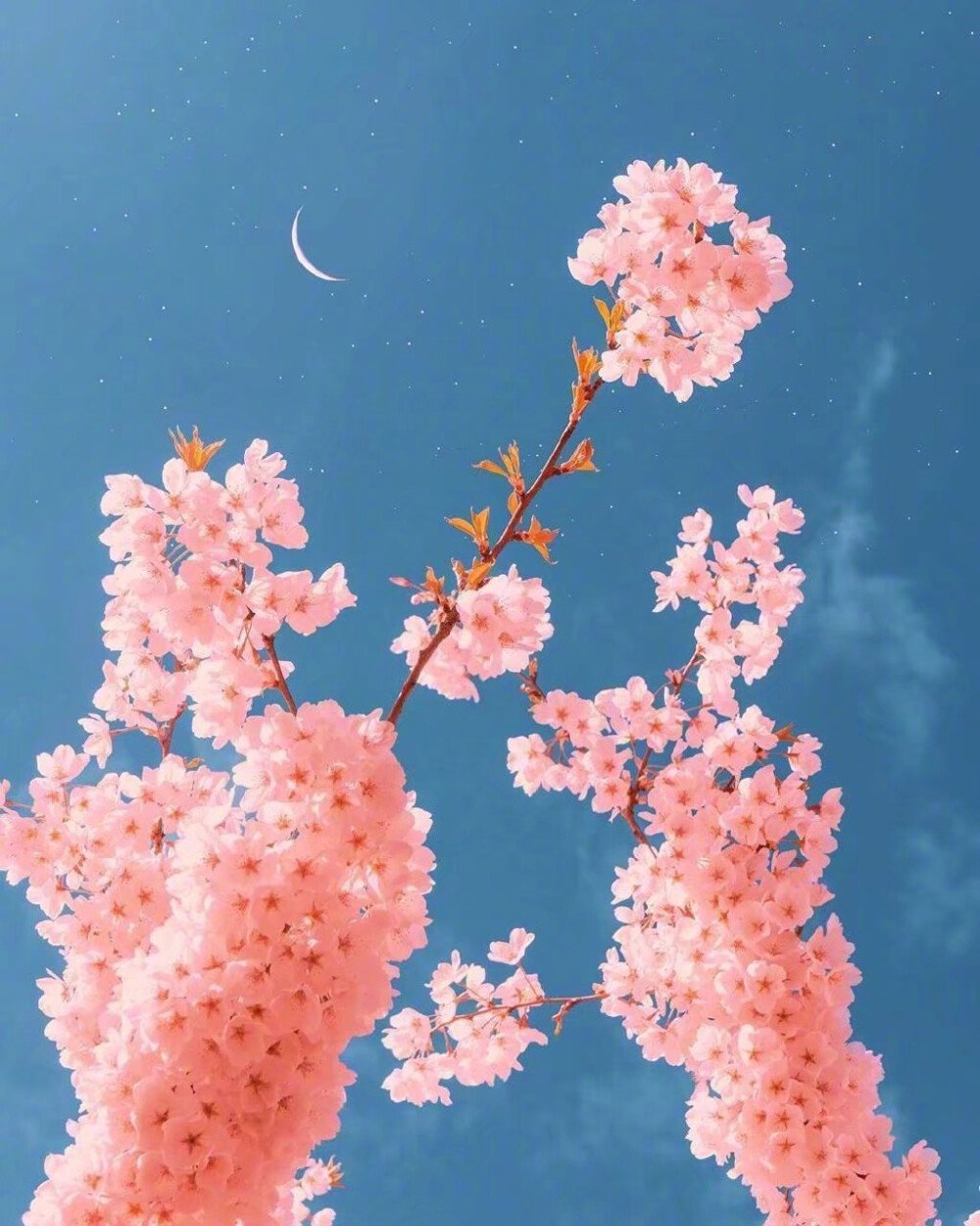 彭洁
