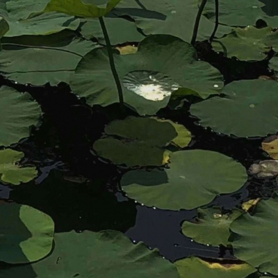 沈帆