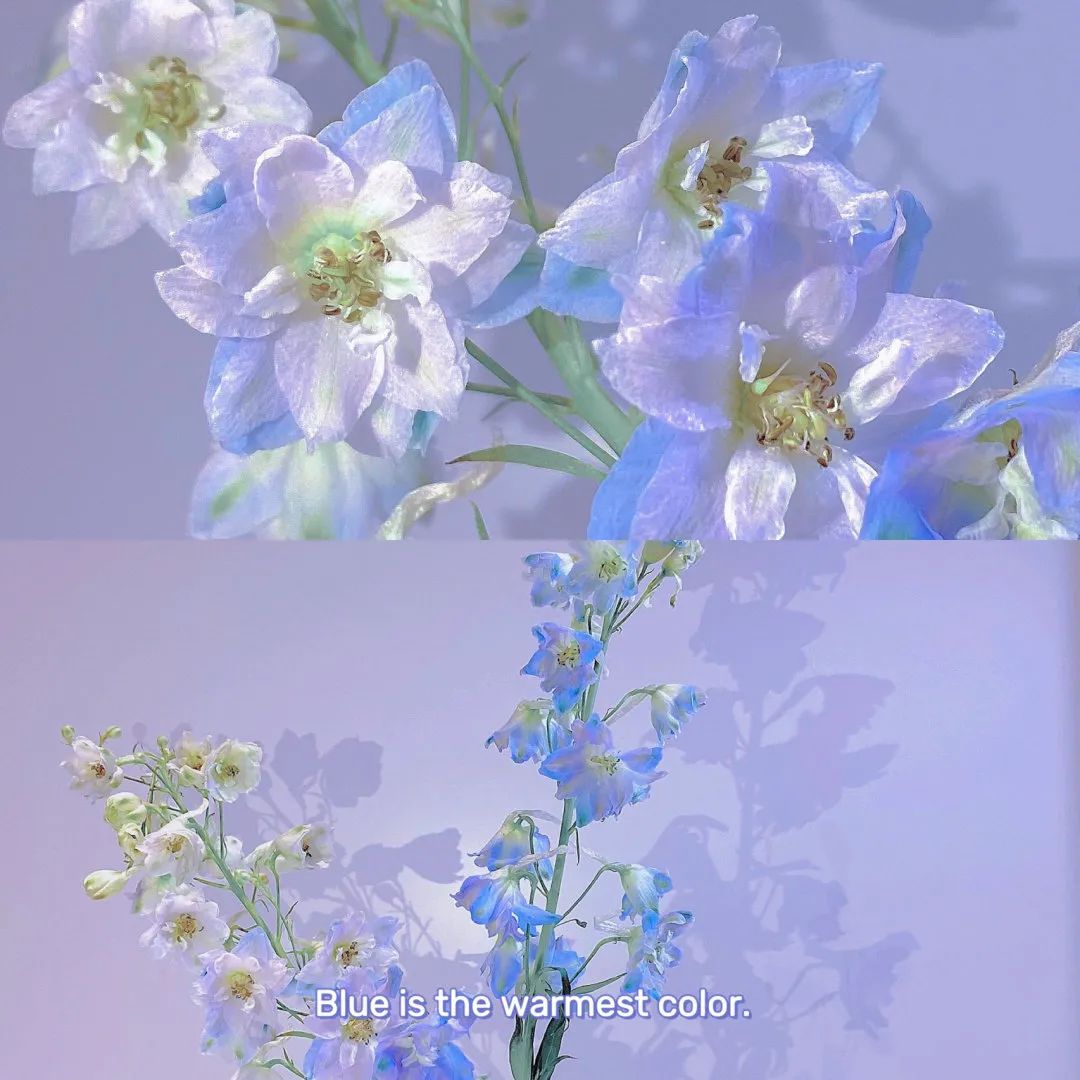宋欣雅