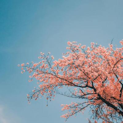 魏秀英萍