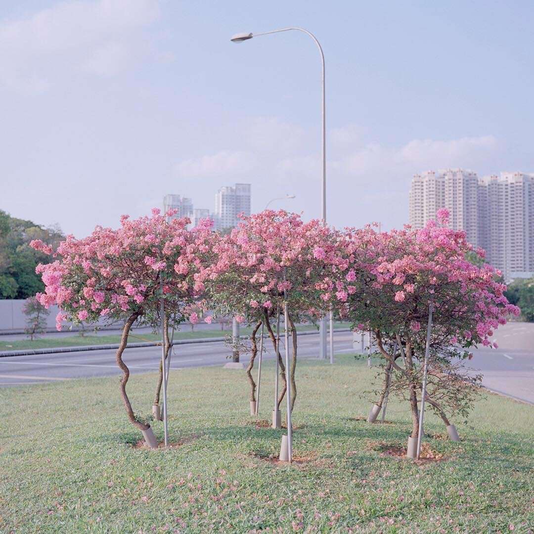 袁琳